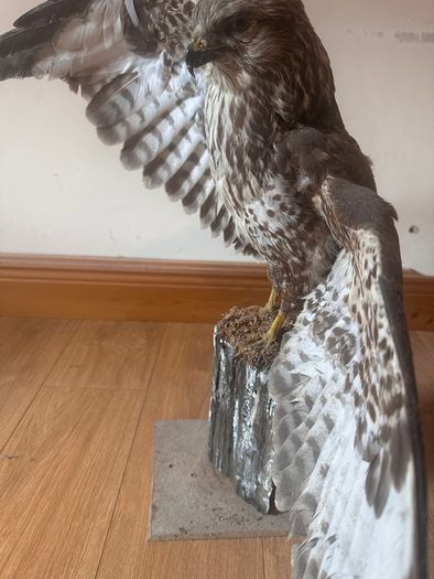 taxidermy buzzard