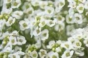 Alyssum seeds