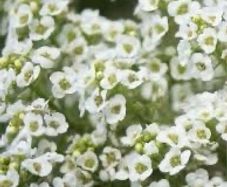 Alyssum seeds