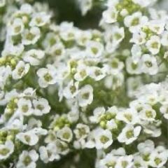 Alyssum seeds