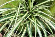 Carex Evergold