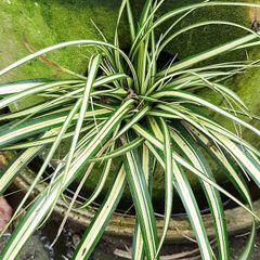 Carex Evergold