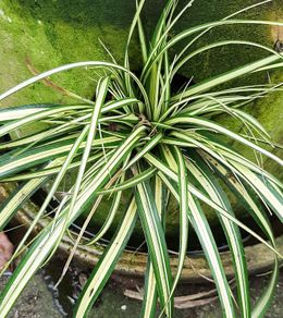 Carex Evergold