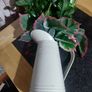 flowers pot Image 2