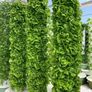 PRICE DROP ! Tower Garden Brand New in Box Image 2