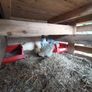 Rare breed chicks for sale Image 9