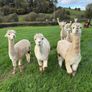 Alpaca Image 4