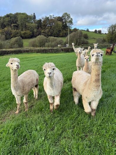 Alpaca
