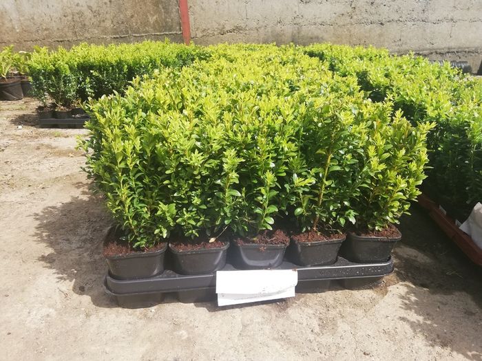 Box Hedging