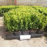 Box Hedging Image 5