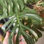 Monstera Collection Image 5
