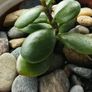 money tree Image 2