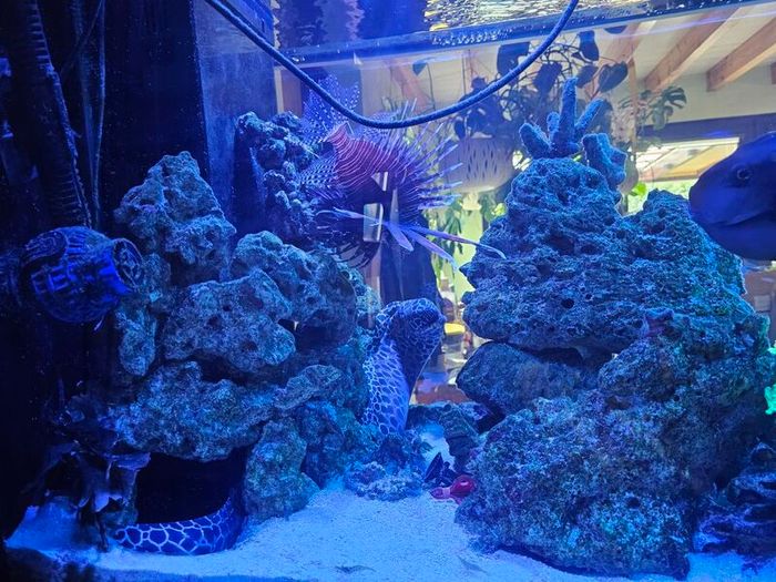 Live Rock for Sale  Marine Aquarium