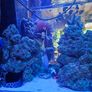 Live Rock for Sale  Marine Aquarium Image 2