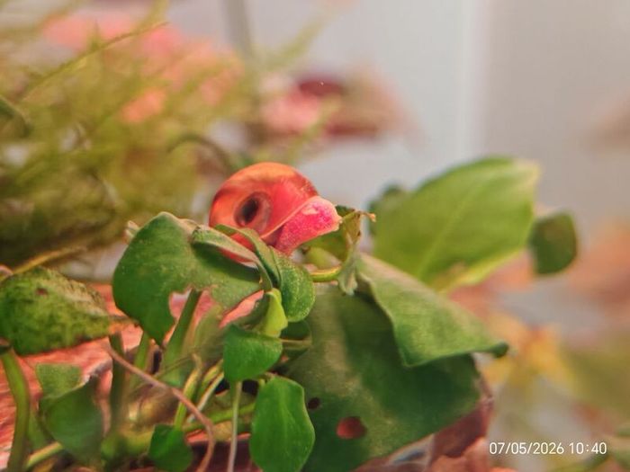 Ramshorn Snails