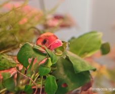Ramshorn Snails