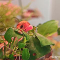Ramshorn Snails