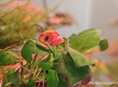 Ramshorn Snails