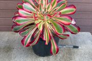 aeonium lina (rare succulent)