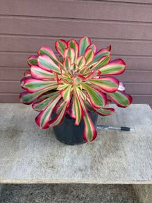 aeonium lina (rare succulent)