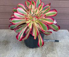 aeonium lina (rare succulent)
