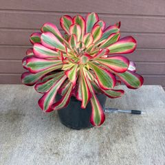aeonium lina (rare succulent)