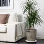 plant x2 for sale Image 3