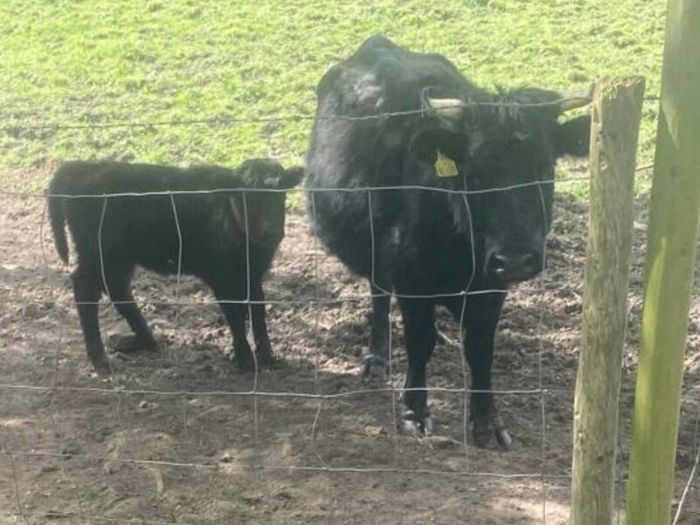Miniature Highland Cows with calves at foot