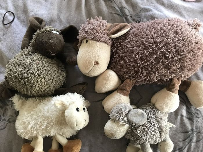 Teddies