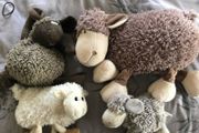 Teddies