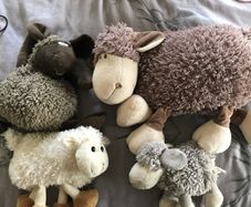 Teddies