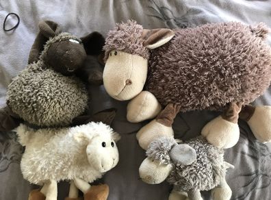 Teddies