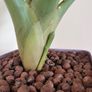 Red bromeliad Image 4
