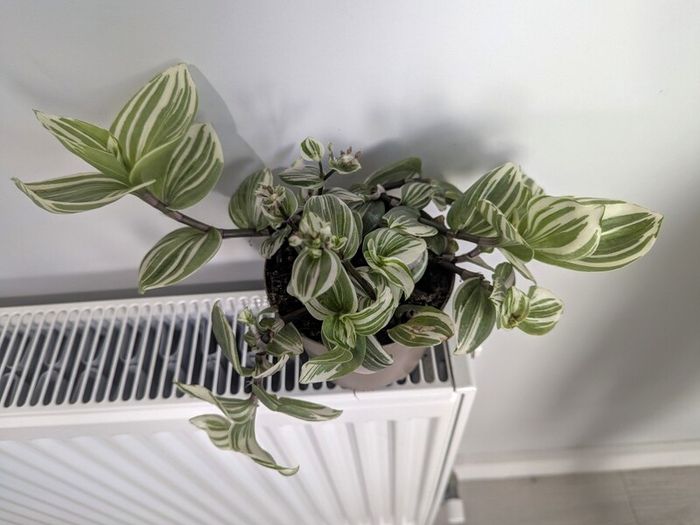 Tradescantia Plant