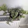 Tradescantia Plant Image 3