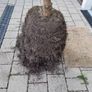 2 Tress (Norwegian Spruce) Image 2