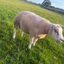 Selection of Shearling & Ram lambs Image 4