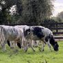 27 super Belgian Blue Heifers for sale Image 7