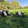 Pygmy goats Image 7