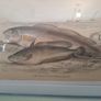 Antique fish prints 1840 Image 2