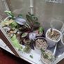 DIY Glasshouse Milsbo + lighting + Accessories Image 4