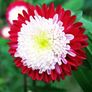 (A) Aster Pompon (red) seeds 0.5g (414246) Image 2