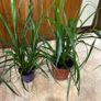 Queens tears plant , mature thanksgiving cactus. Image 3