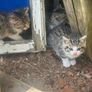 kittens Image 5