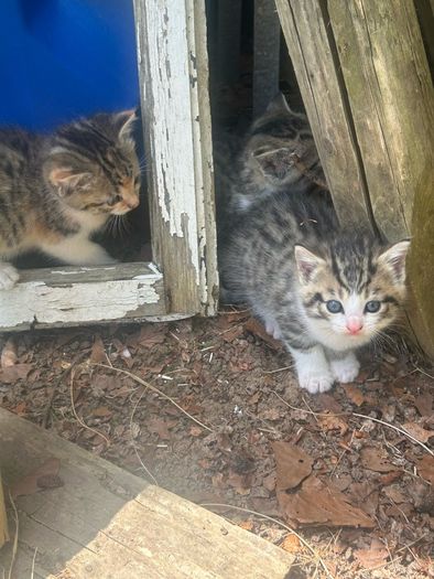 kittens