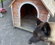 Dog kennel