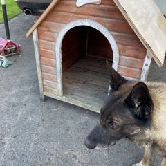 Dog kennel
