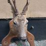 Roe Deer Taxidermy Image 5