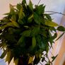 hoya gracilis plant Image 7