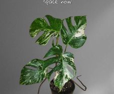 Stunning Highly Variegated Monstera Albo  Established Healthy as pictured